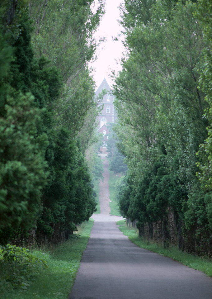 Fresh green avenue