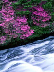 Mountain River in the flower tree photo