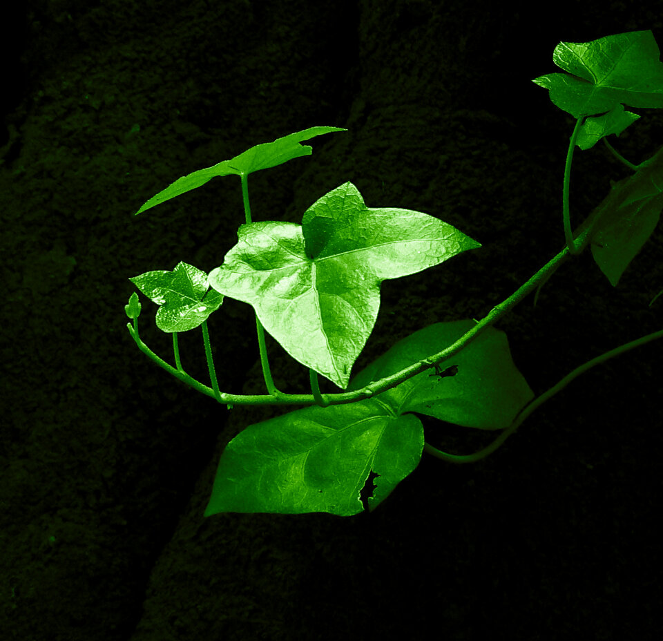 Young plant on black background