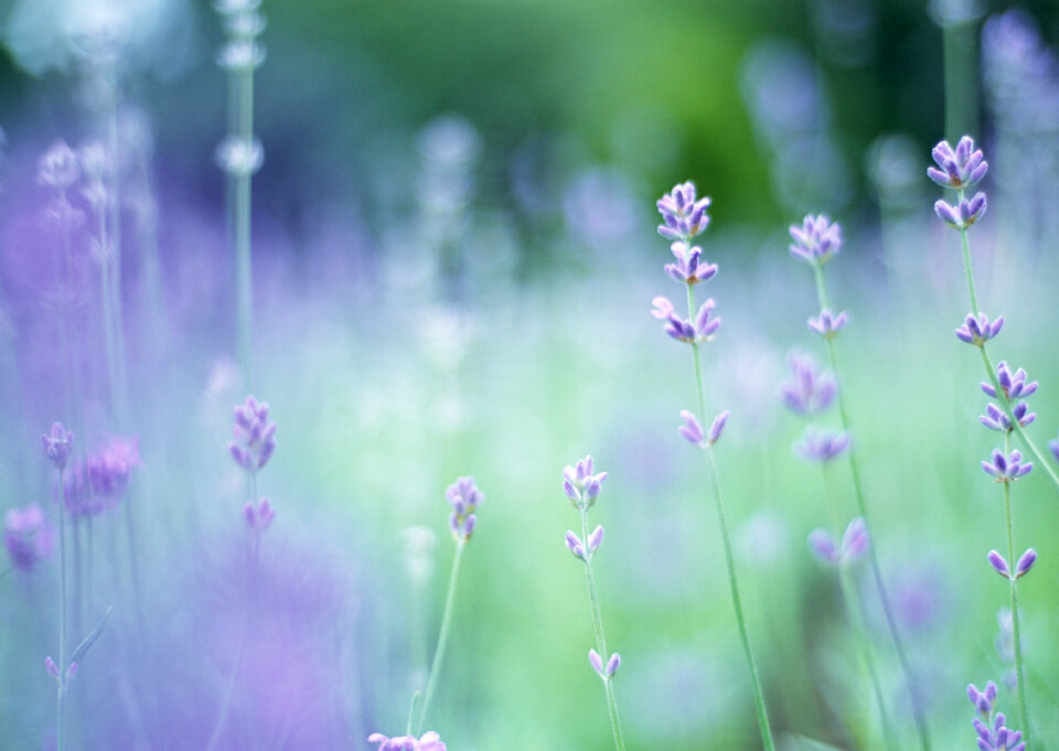 Closeup of lavender flowers