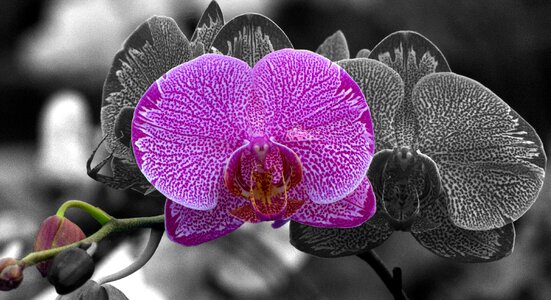 Detail of moth orchid photo