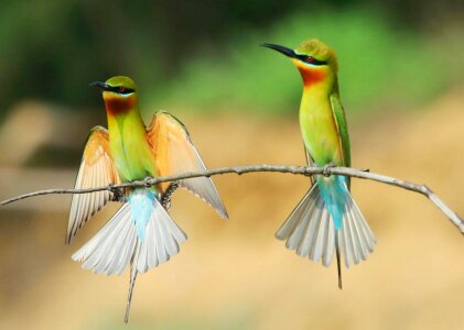 Green Bee Eaters on branch of tree photo