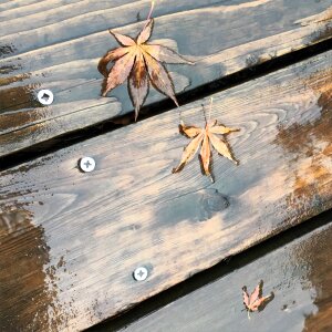 Autumn leaves on wooden wet floor photo