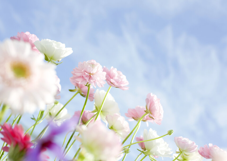 White wildflowers and blue sky