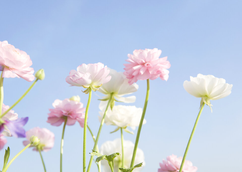 Wildflowers and blue sky