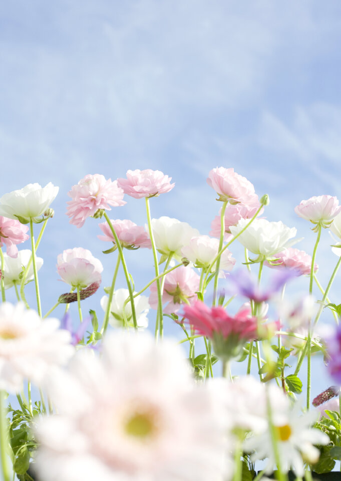 Field of daisy flowers photo