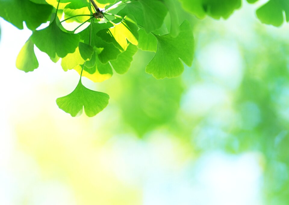 Ginkgo green leaves under sun background