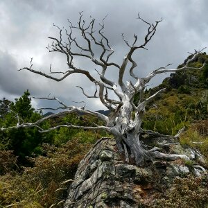 Big old tree photo