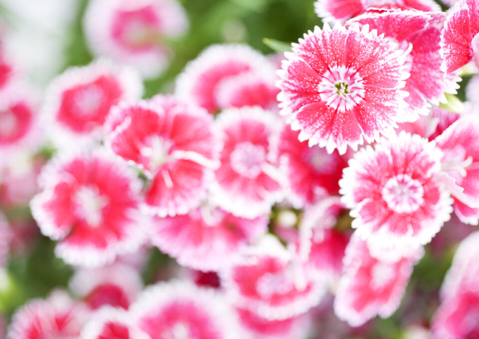 Silene coronaria (rose campion) flowers closeup