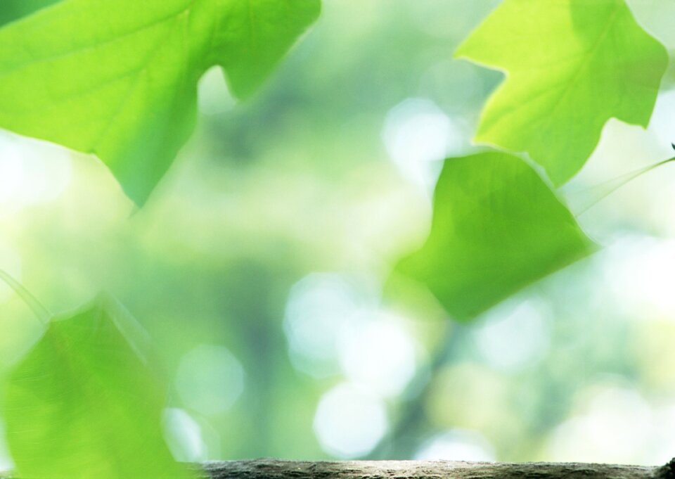 fresh new green leaves glowing in sunlight