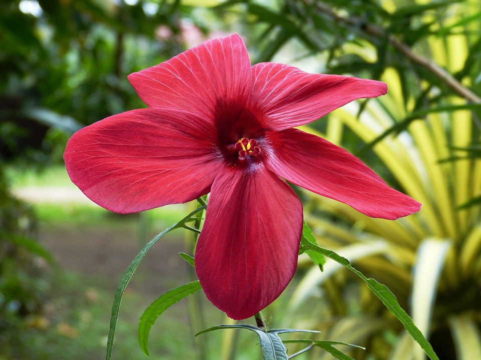 Red tropics tropical
