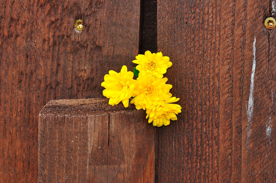 Yellow wood background
