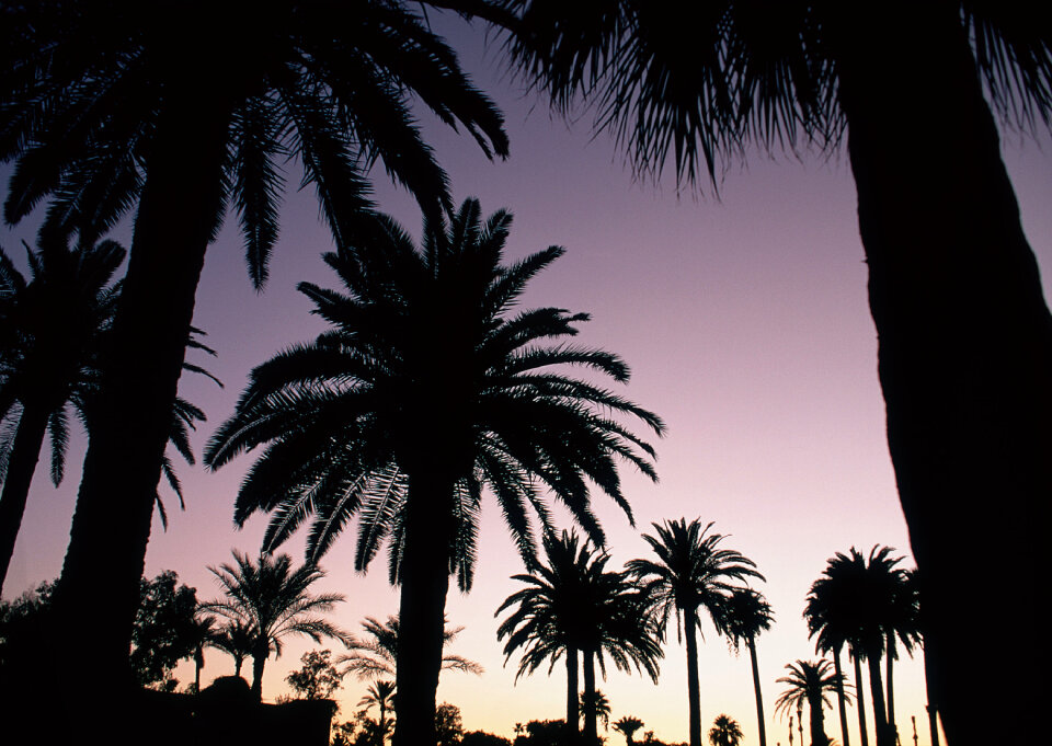 palm trees on the background of a beautiful sunset
