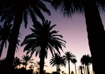 palm trees on the background of a beautiful sunset photo
