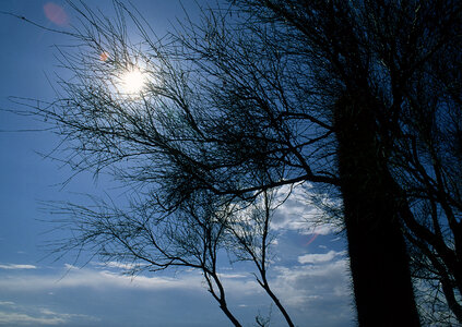 bare tree branches against the blue sky and sun photo