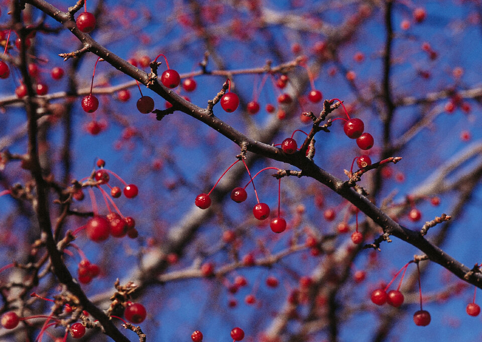 Cherry tree with ripe cherries