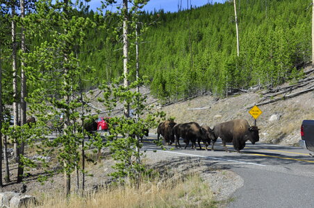 Yellowstone bison are comfortable sharing the road with cars photo