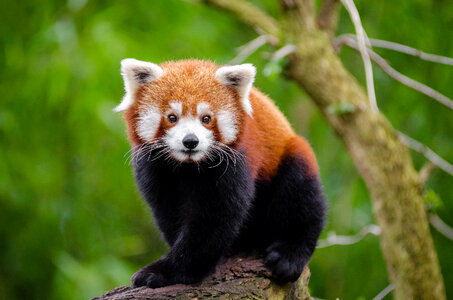 baby red panda photo