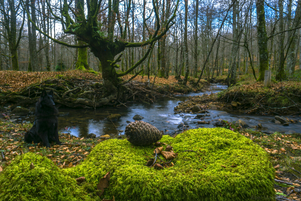 Stream in the tropical forest