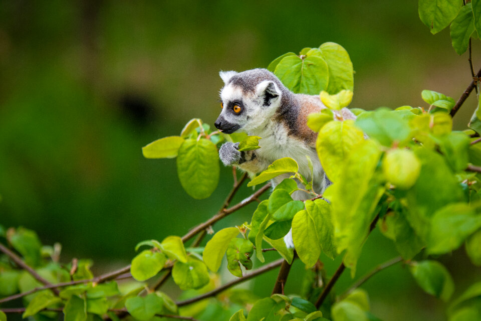 Ring-Tailed Lemur Baby