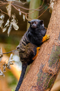 Red Handed Tamarin Monkey in the park, endanger species photo