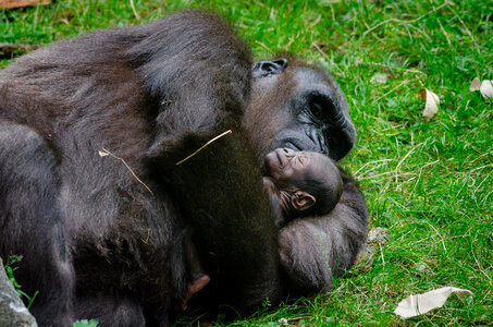 A female mountain gorilla with a baby photo