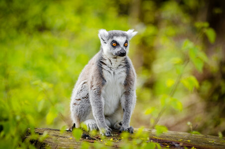 Ring-tailed lemur sitting photo