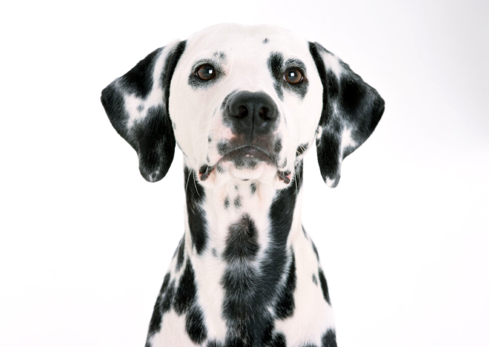 Dalmatian puppy sitting, isolated on white