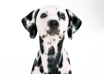Dalmatian puppy sitting, isolated on white