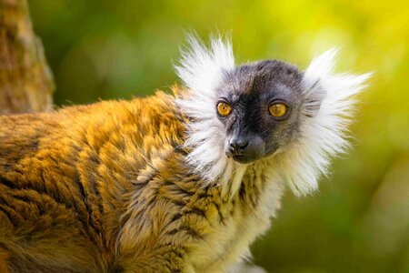Ring-tailed Lemur photo