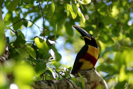 Aracari toucan perched on a branch in the rainforest of Belize