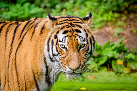 Crouching young siberian tiger photo
