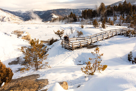 Inspecting tracks in the snow at Mammoth Hot Springs photo