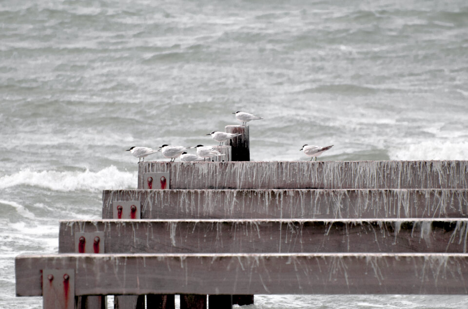 seagulls rests on a dock