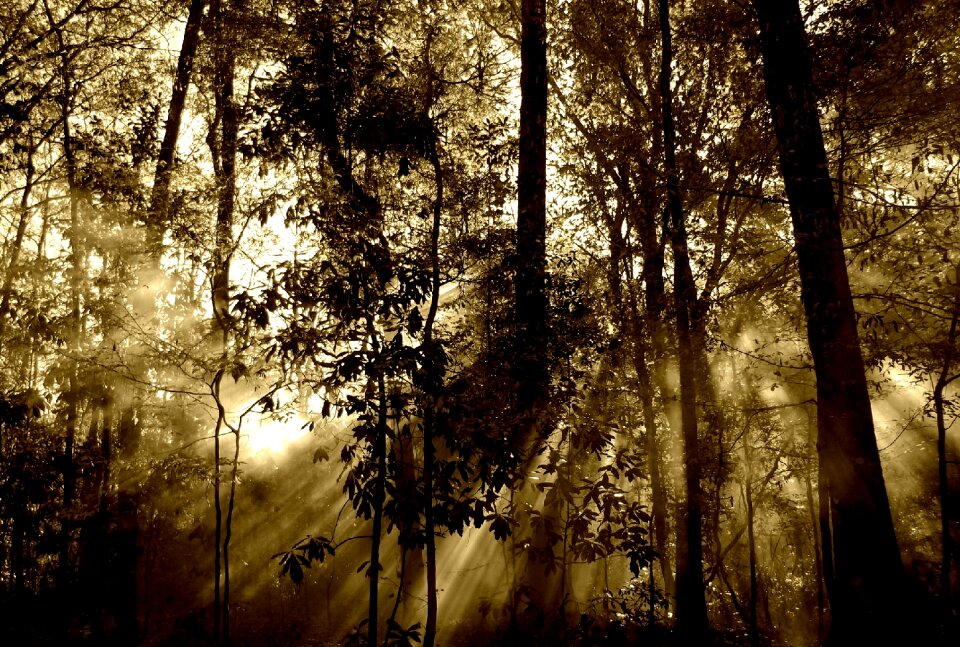 Spring nature background with sun beam