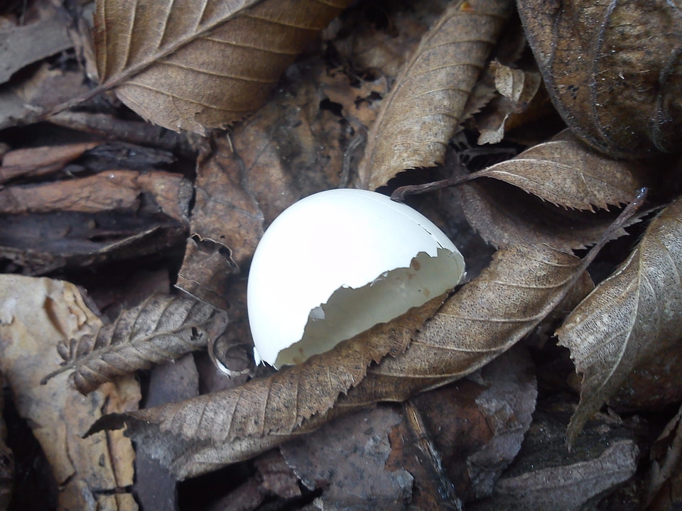 Egg shell bird egg