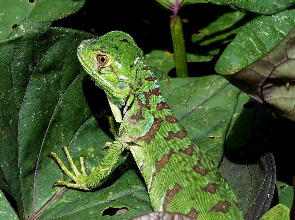 Tropics rainforest tropical