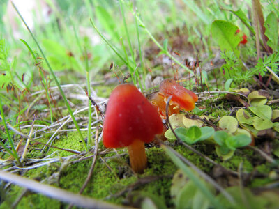 Close-up mushroom in nature photo