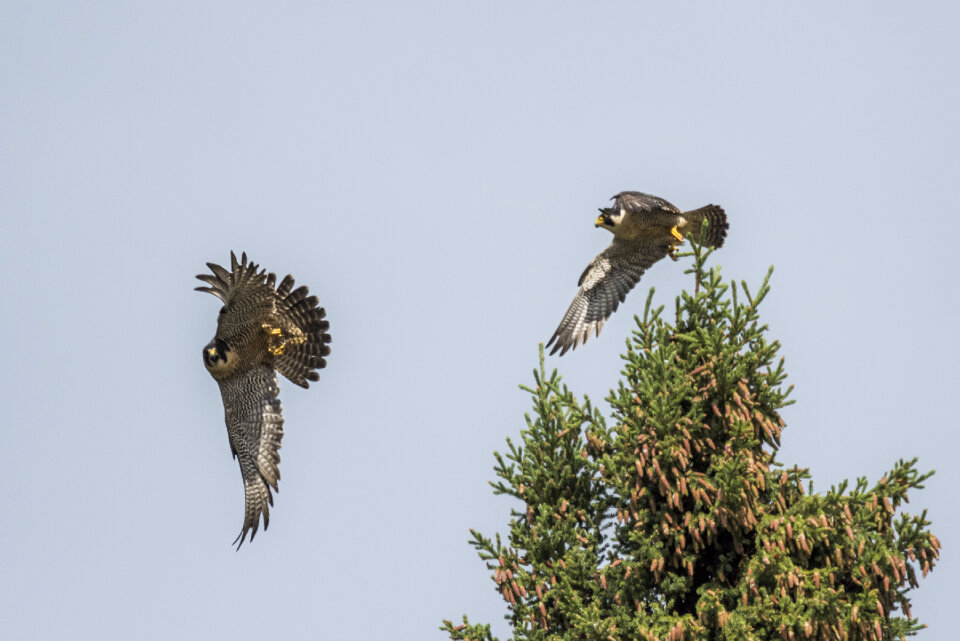 A Peregrine Falcon pair in Yukon-Charley Rivers