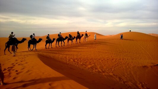 Camel caravan on the Sahara desert photo