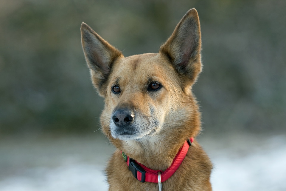 German shepherd x beautiful portrait