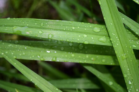grass