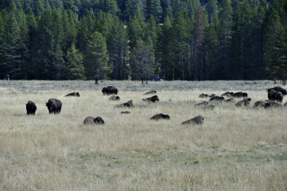 Heard of Buffalo at Yellowstone National Park