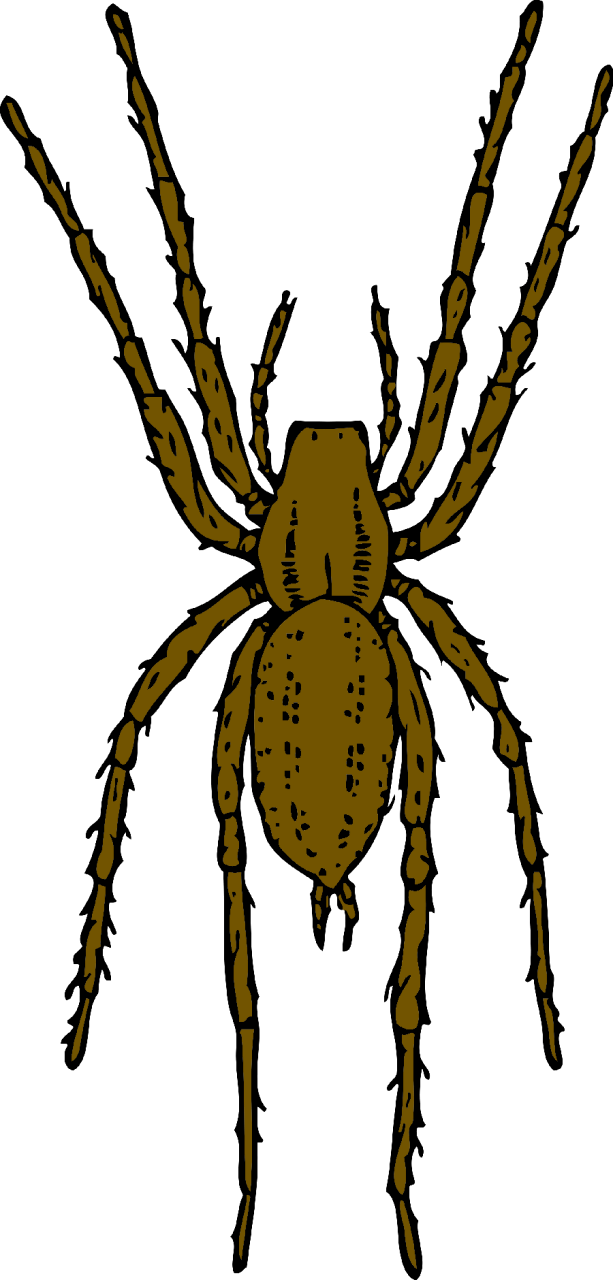 orange spider isolated on white background