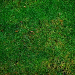 grass