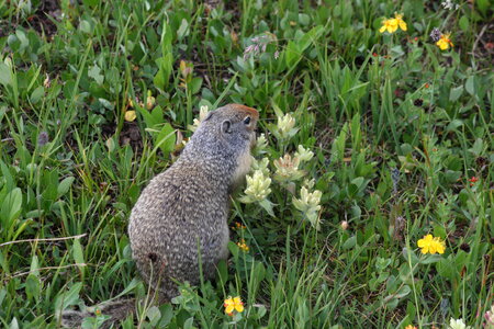 Ground Squirrel in Glacier National Park, Montana photo