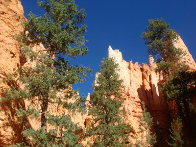 Pine Trees at Bryce Canyon National Park, Utah photo