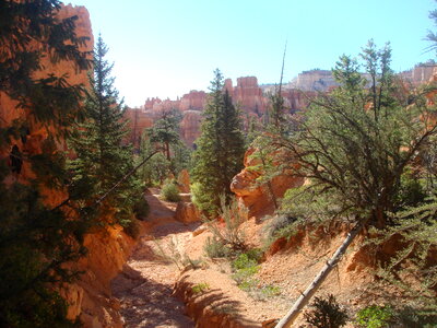 Pine Trees at Bryce Canyon National Park, Utah photo