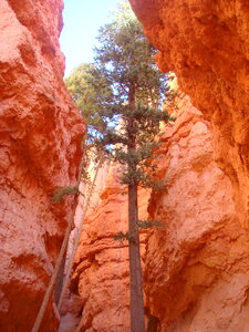 Pine Trees at Bryce Canyon National Park, Utah photo