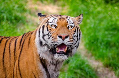 Adult Siberian Tiger photo